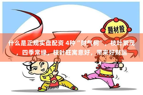 什么是正规实盘配资 4种“财气树”，枝叶繁茂，四季常绿，枝叶旺寓意好，带来好财运